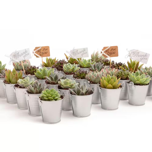 2 In. Wedding Event Rosette Succulents Plant with Silver Metal Pails and Let Love Grow Tags (30-Pack)